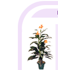 arrplants1.gif (5238 bytes)