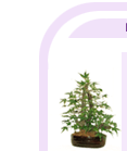 arrplants2-1.gif (5602 bytes)