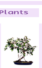 arrplants2-2.gif (4539 bytes)