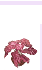 arrplants2-3.gif (4424 bytes)