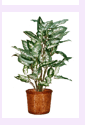 arrplants2-5.gif (5816 bytes)
