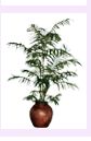 arrplants2-6.gif (5931 bytes)
