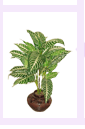arrplants2-7.gif (5189 bytes)
