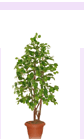 arrplants3.gif (5059 bytes)
