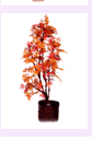 arrplants7.gif (4749 bytes)
