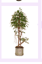 arrplants8.gif (4551 bytes)
