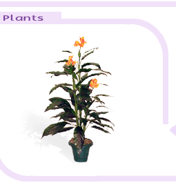arrplantsbigimage1-1.gif (14361 bytes)
