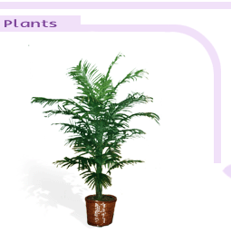 arrplantsbigimage1-2.gif (17744 bytes)