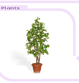 arrplantsbigimage1-3.gif (13953 bytes)