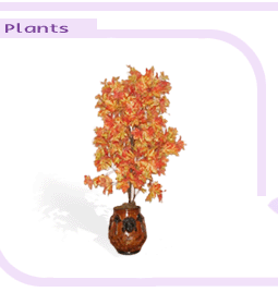 arrplantsbigimage1-4.gif (15846 bytes)