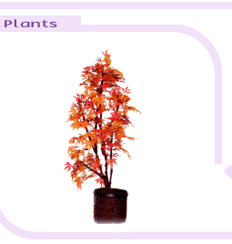 arrplantsbigimage1-6.gif (14063 bytes)