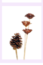 dry2-8.gif (3467 bytes)