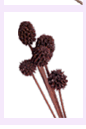 dry8.gif (4693 bytes)
