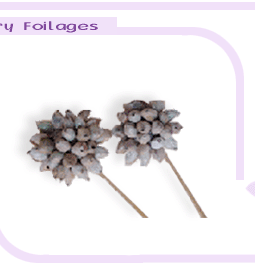 drybigimages1-3.gif (16762 bytes)