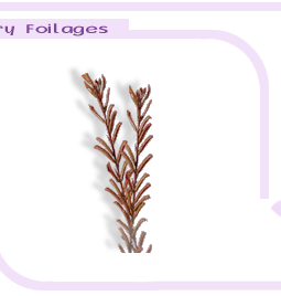 drybigimages1-4.gif (11762 bytes)