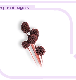 drybigimages1-6.gif (13132 bytes)