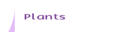 showecase1-3plants.gif (678 bytes)